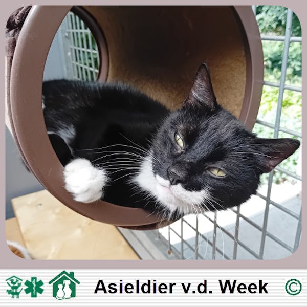 ASIELDIER VAN DE WEEK