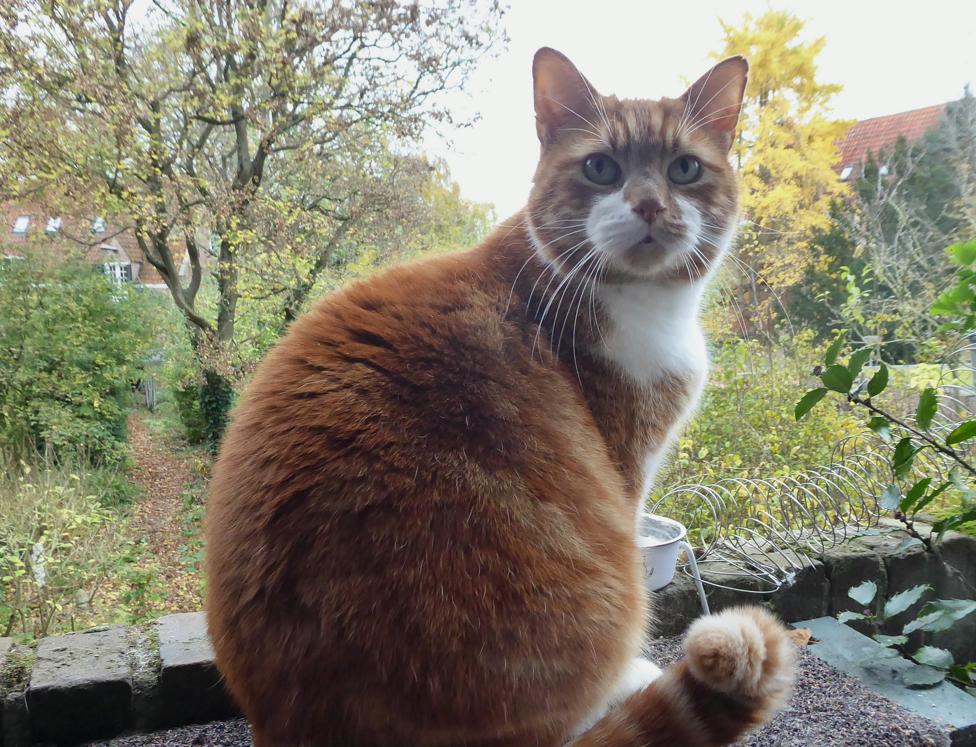 Het is wat voor een stadskat. Herfst!