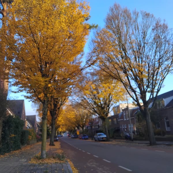 Bomenactie in Hengstdal