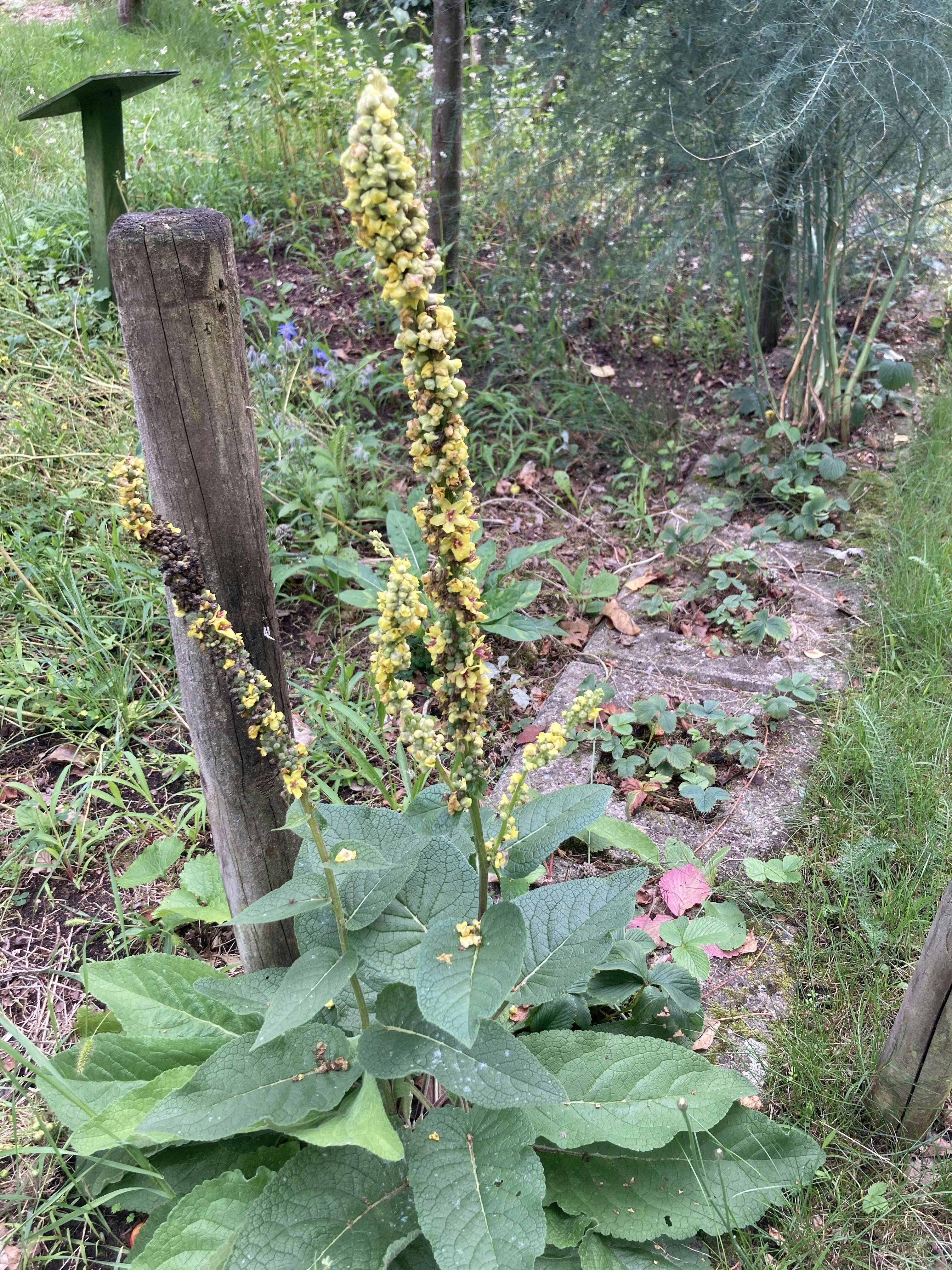 Vraag gratis tuinadvies aan