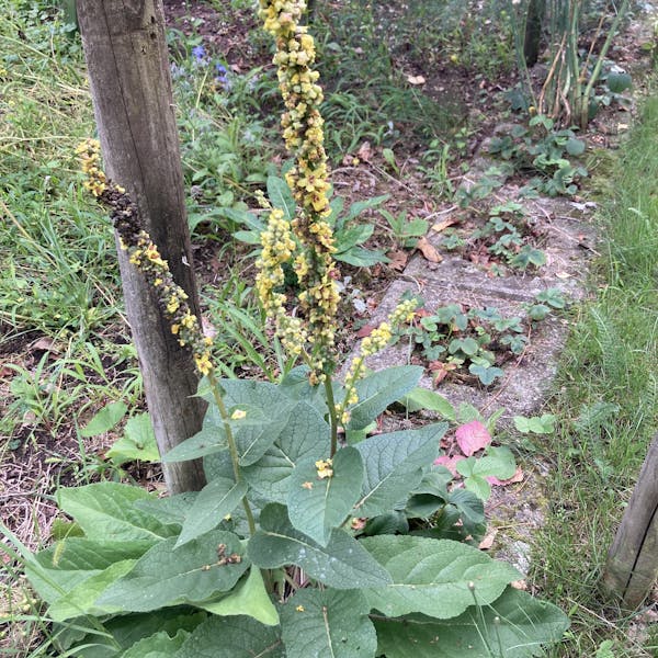 Vraag gratis tuinadvies aan