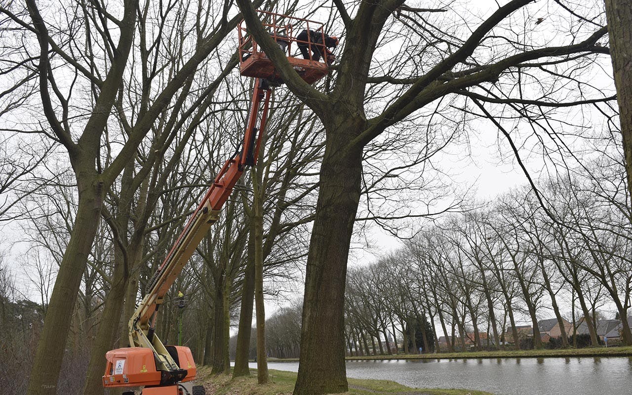 Inspectie van bomen langs Kanaalroute