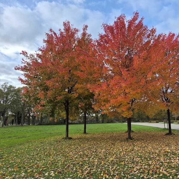 Geniet van Sint Anthonis in herfstkleuren