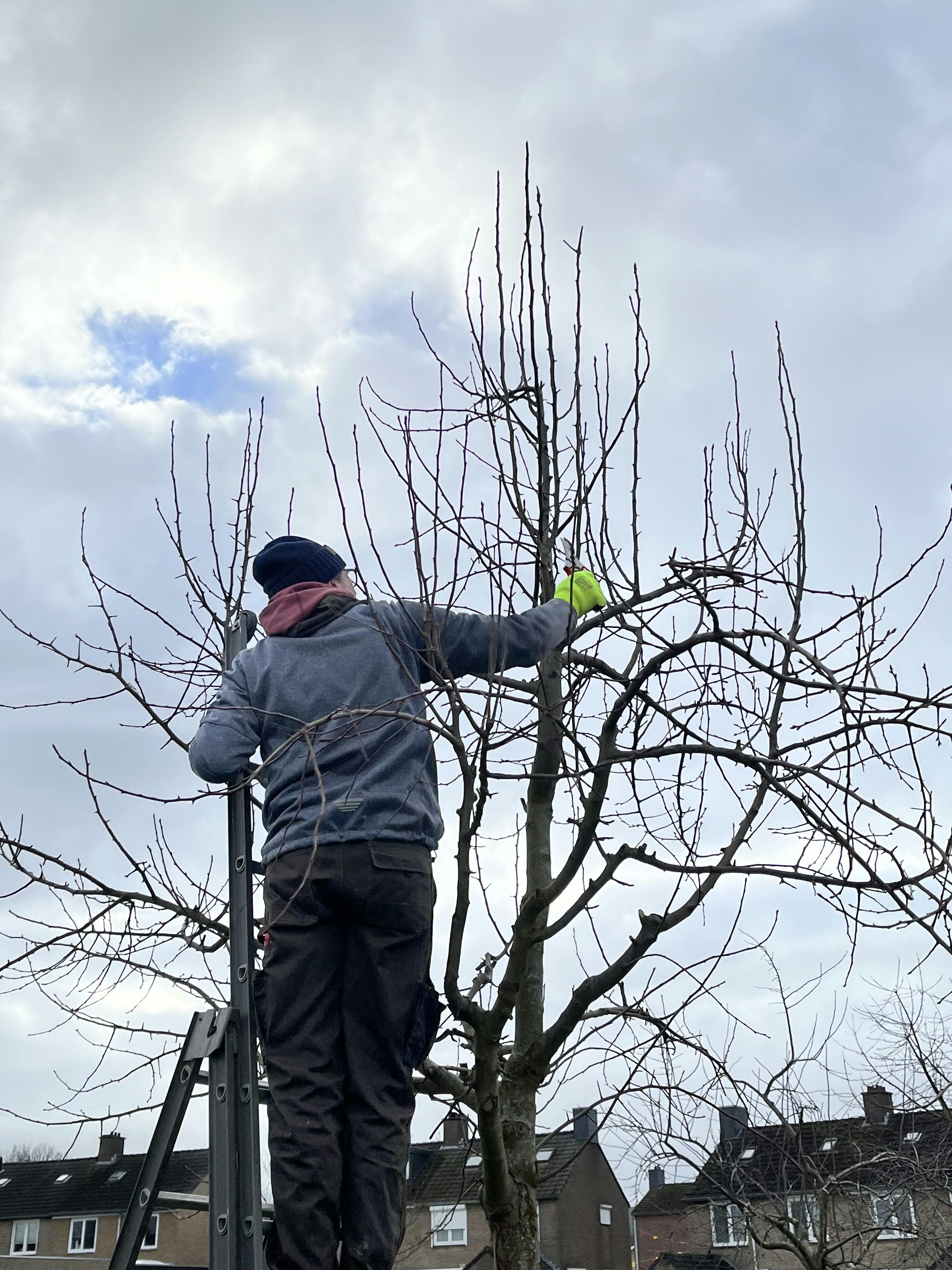 Geann. door Limburgs Landschap Snoeicursus voor iedereen!