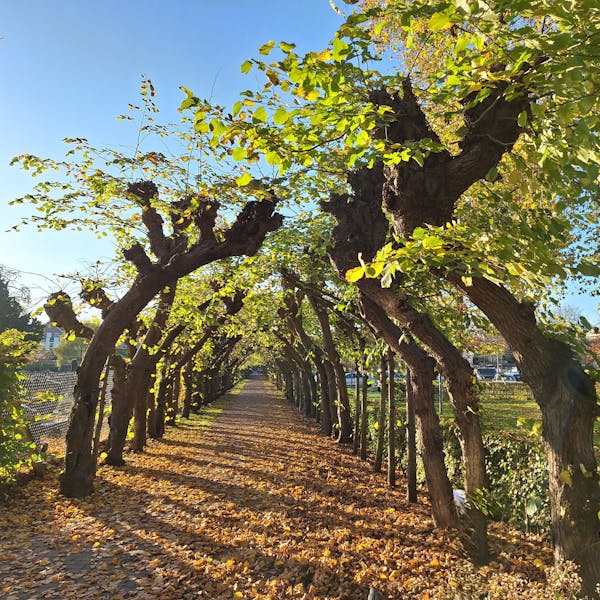 Het lindelaantje aan de Elkerlyckweg: wandelen door Wijchens verleden