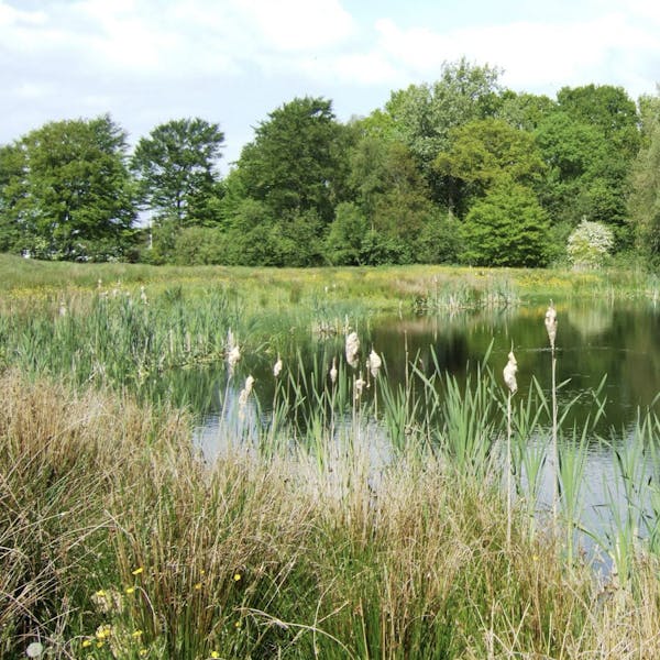 Biodiversiteit in Gilze en Rijen: noodzaak of bijzaak?
