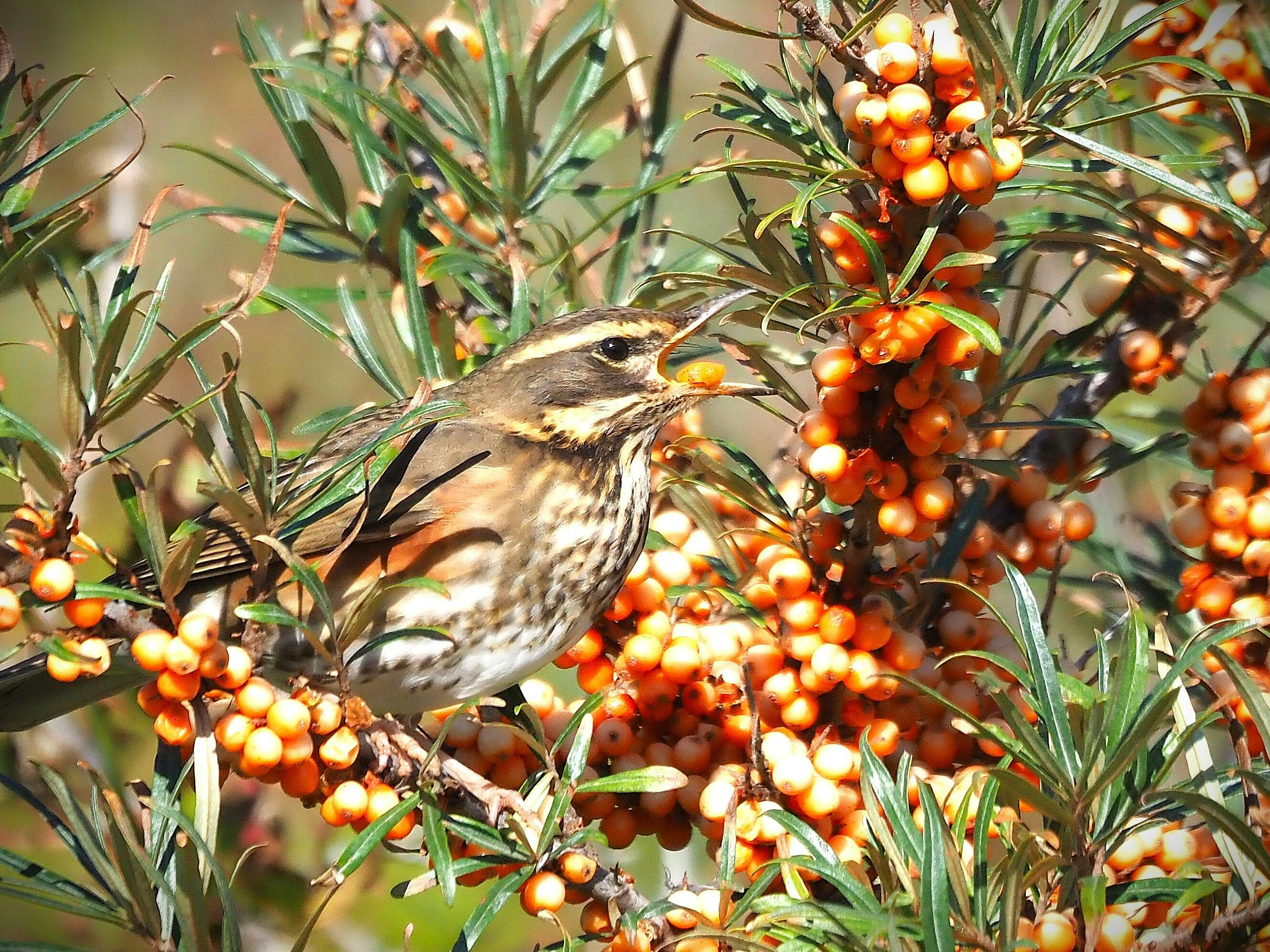 vogels in de winter cursus en excursies