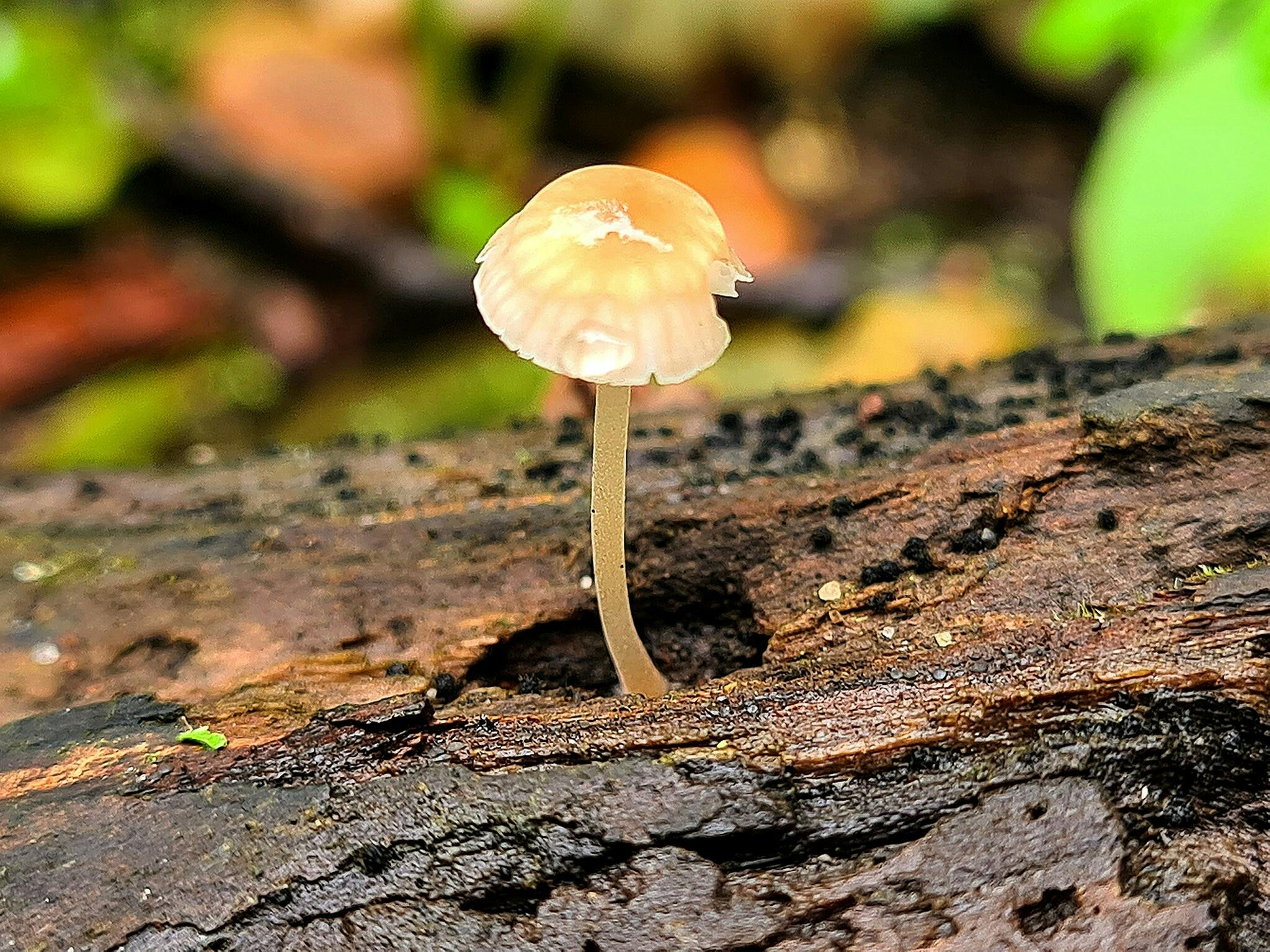 EEN LAMPJE... IN DE ADVENT...