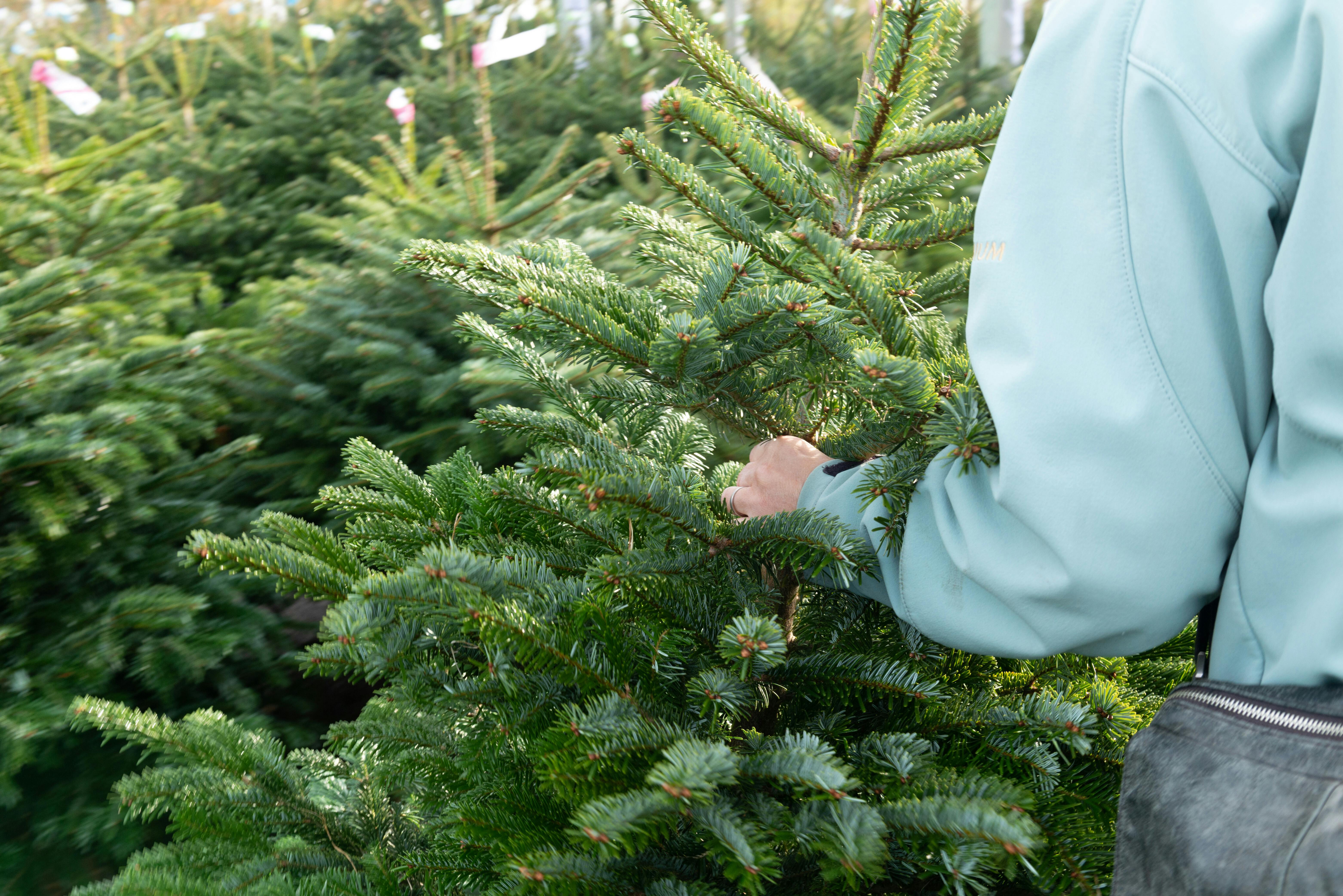 Van je kerstboom af na de feestdagen