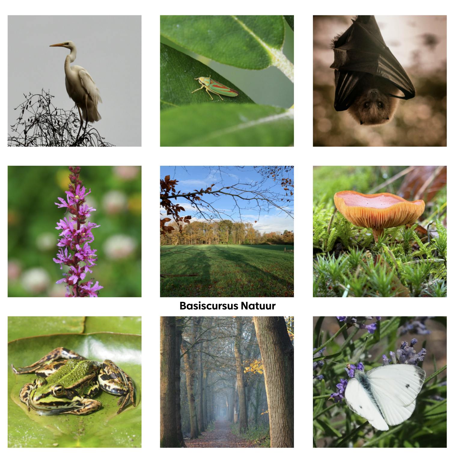 Basiscursus Natuur bij IVN Oisterwijk Natuureducatie