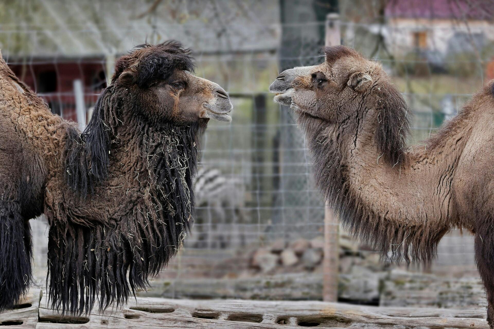 Kamelenvacht gezocht!