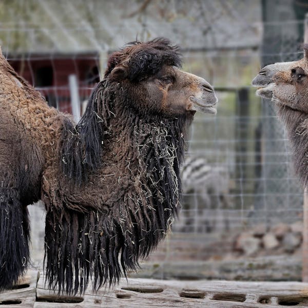 Kamelenvacht gezocht!