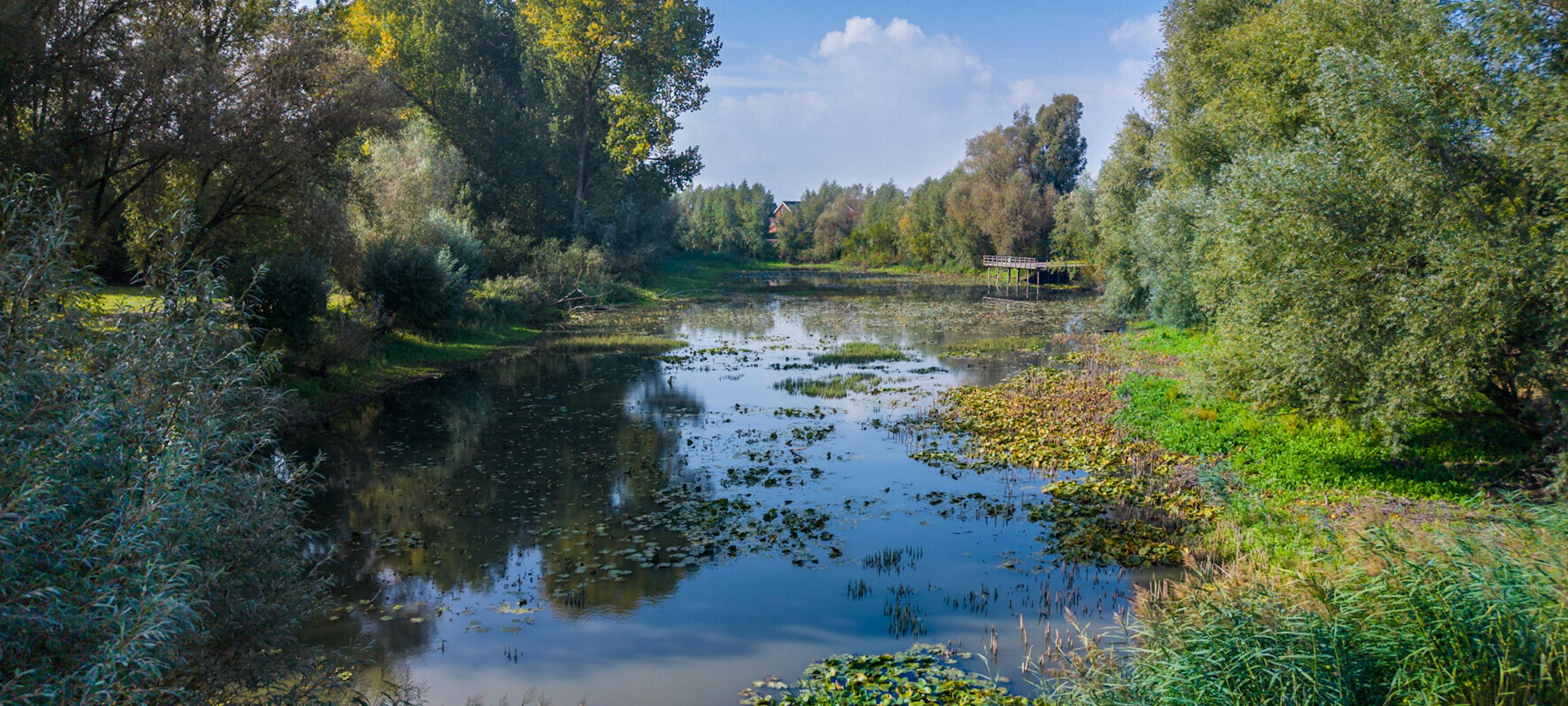 Vlote Bloem (Slingerbos)...