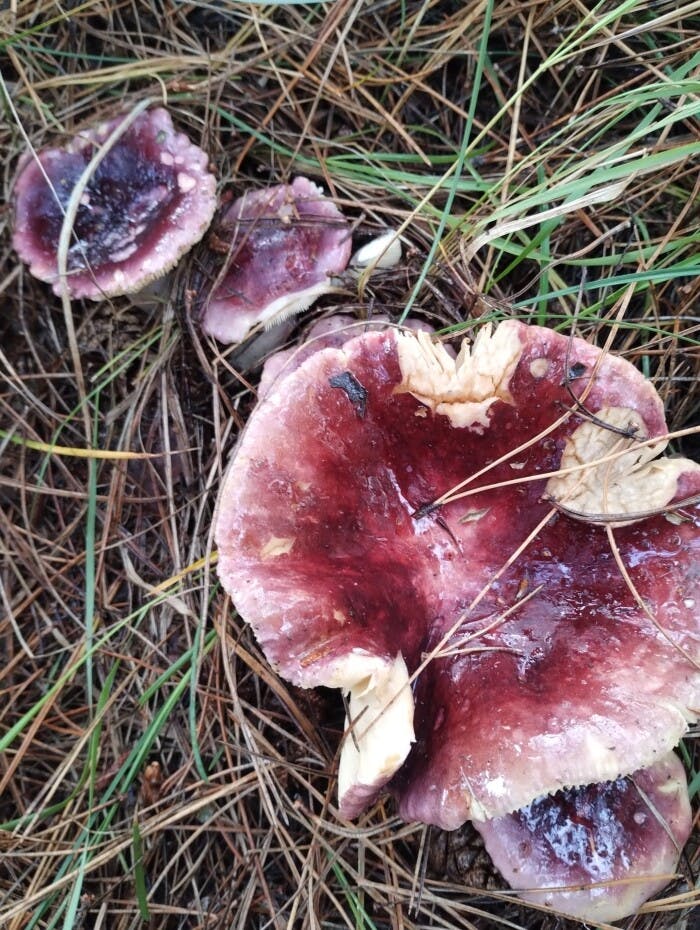 Unieke verhalen over Paddenstoelen, Takkelingen en Wereld Dierendag