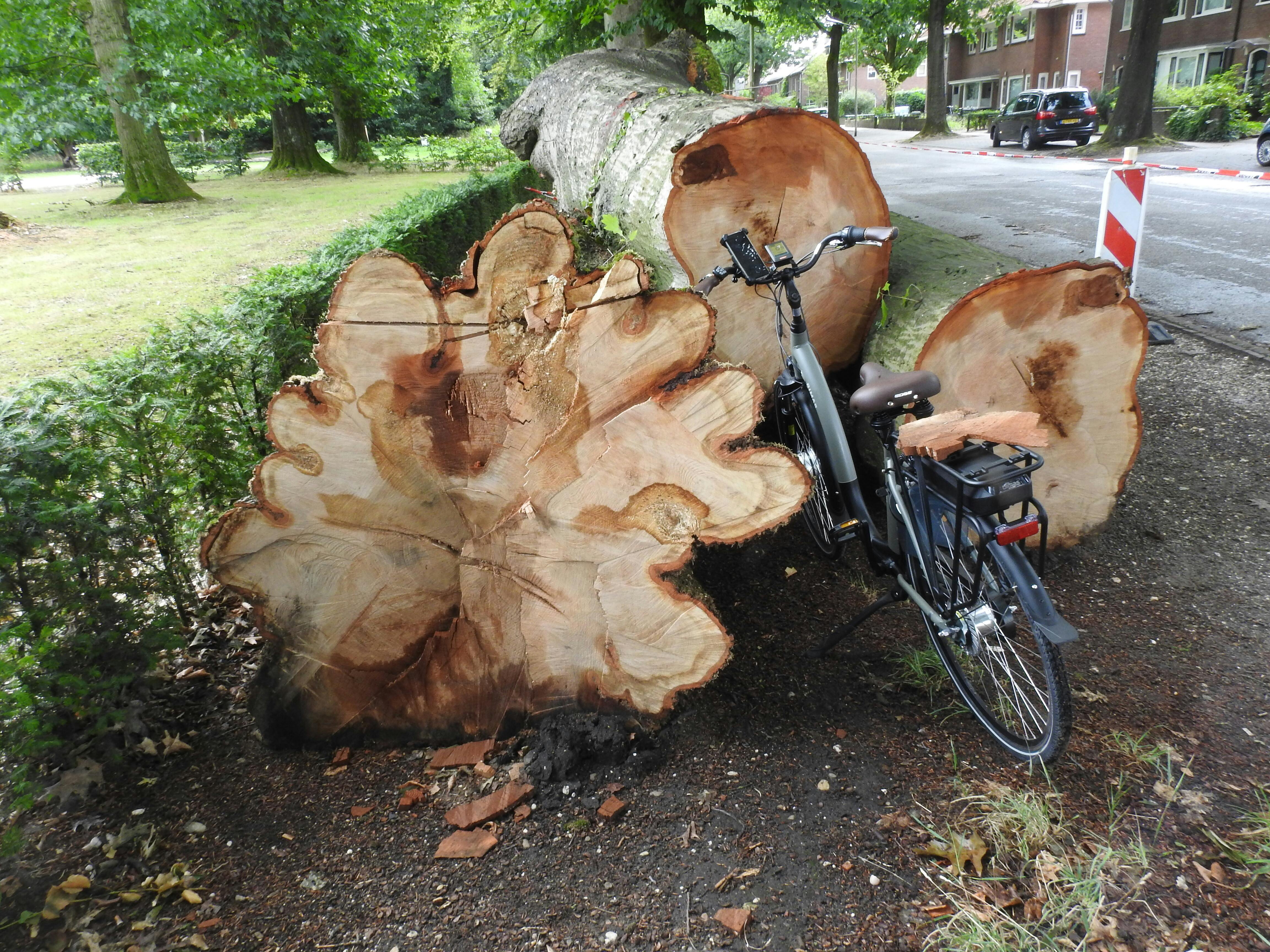 Romeinse liefde uit liefdesbeker in stadshout, Nijmegen 2025-2026