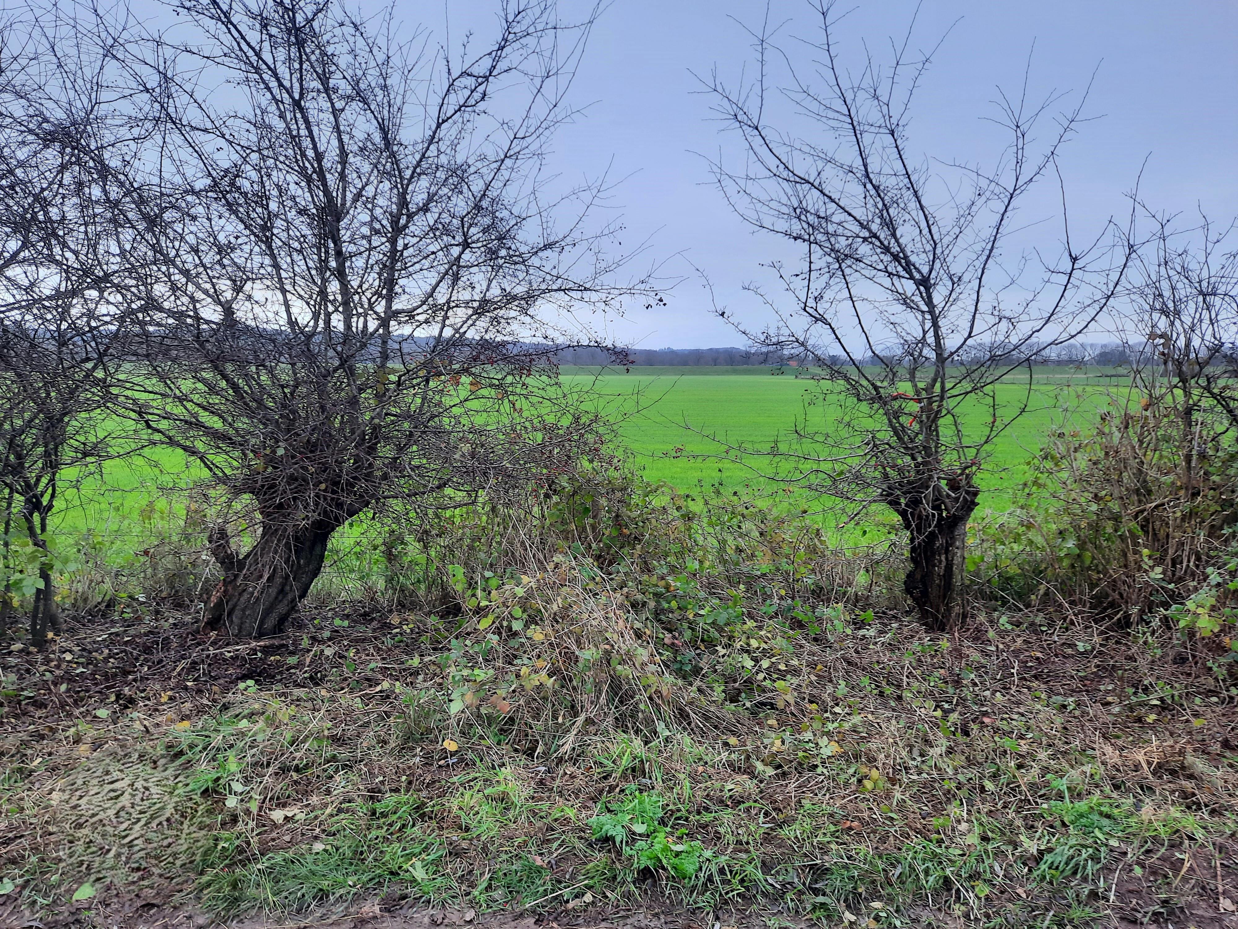 Eeuwenoude meidoorns in het Maasdal komen vrij