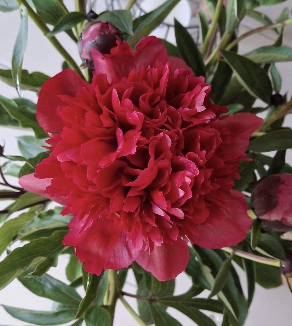 Kom kijken bij de nieuwjaarsduik