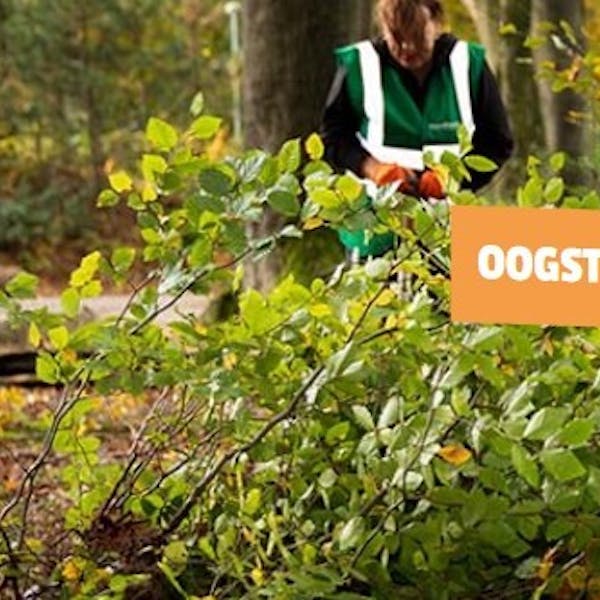 Help mee jonge bomen redden in Beek