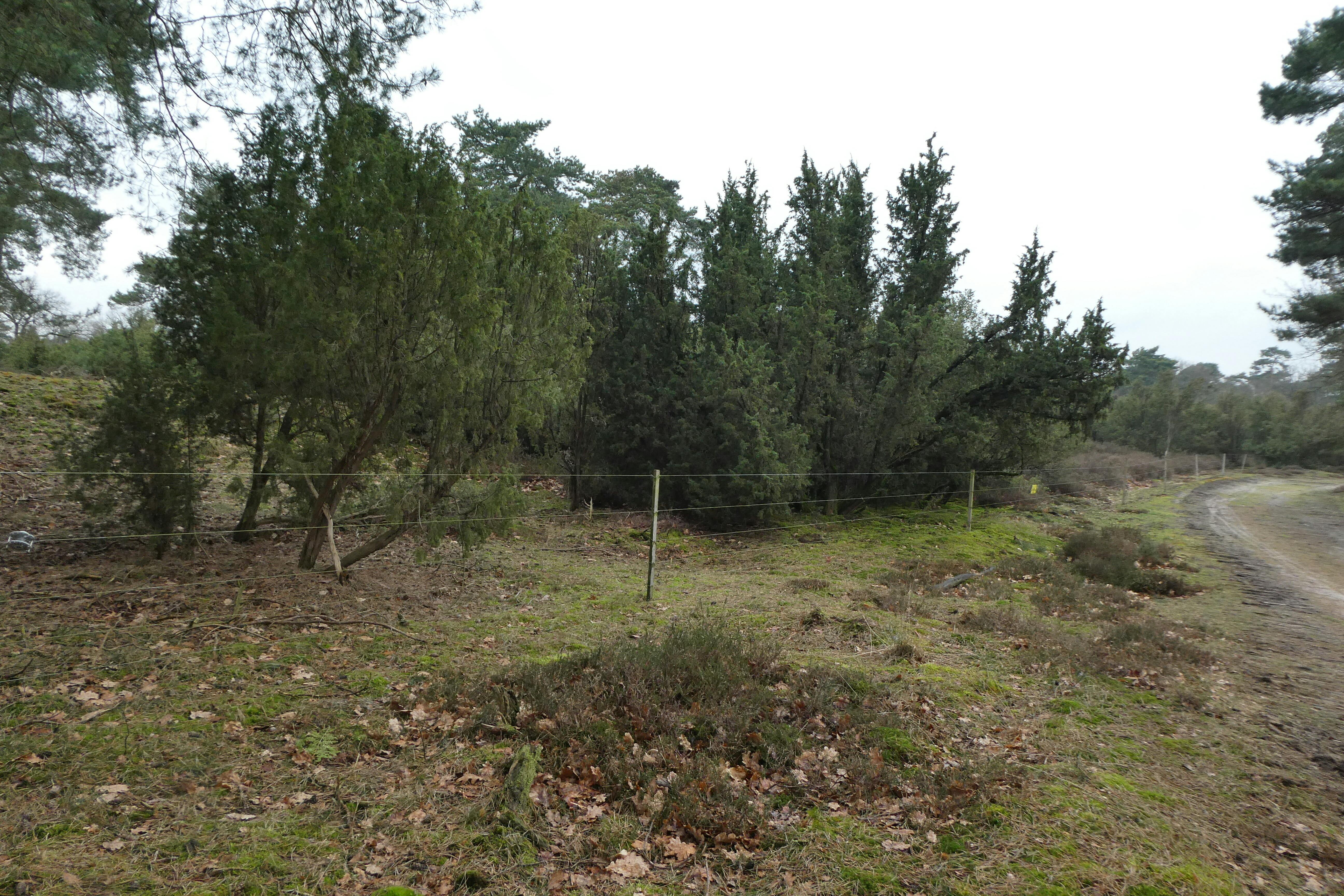 Winterwandeling in de Boschhuizerbergen