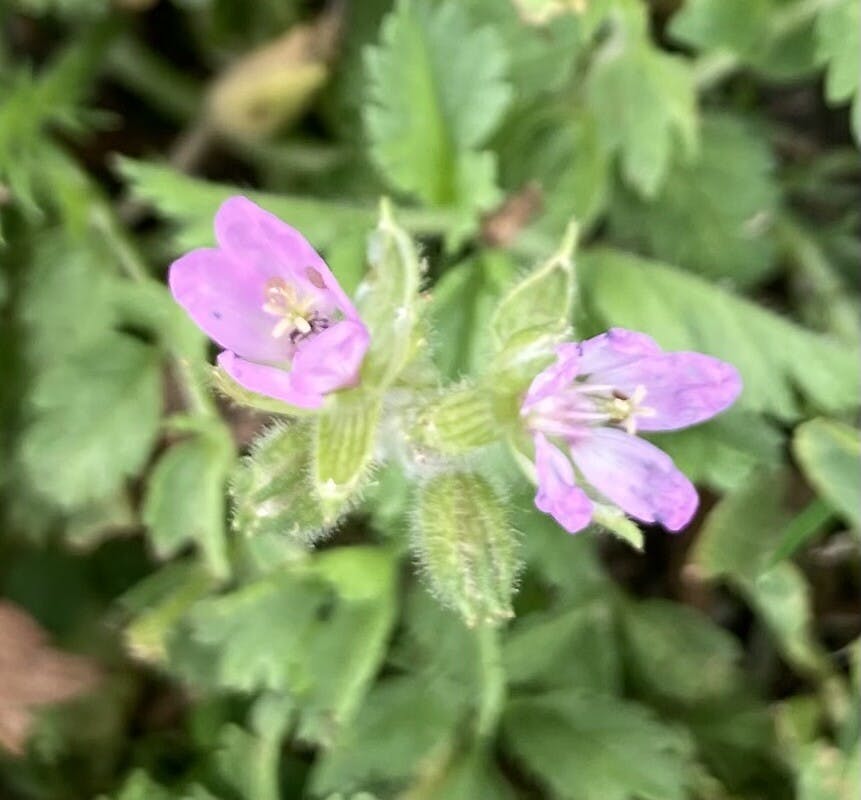 Zin in buiten samen tuinieren?