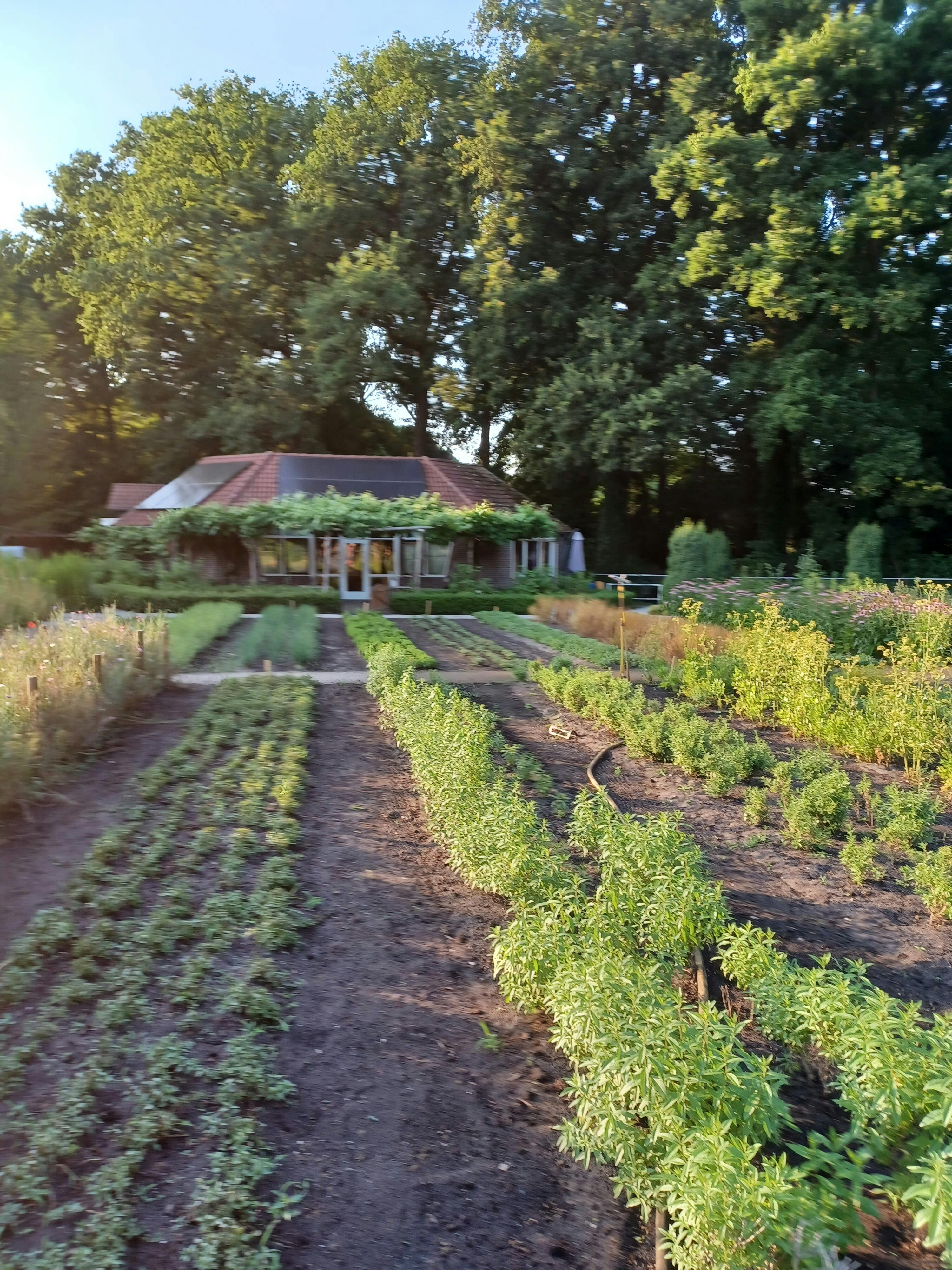 Biologisch-dynamische landbouw en het werken aan stabiele humus