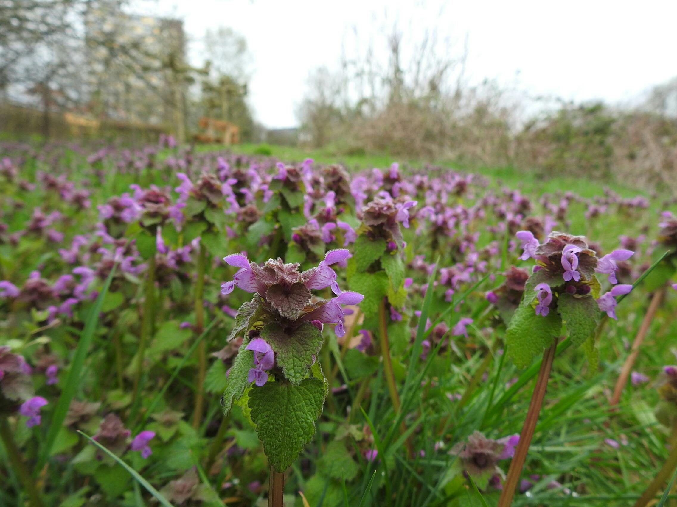 Het kruit van Romeins Nijmegen/ Herba Ulpiae Noviomagi 2026