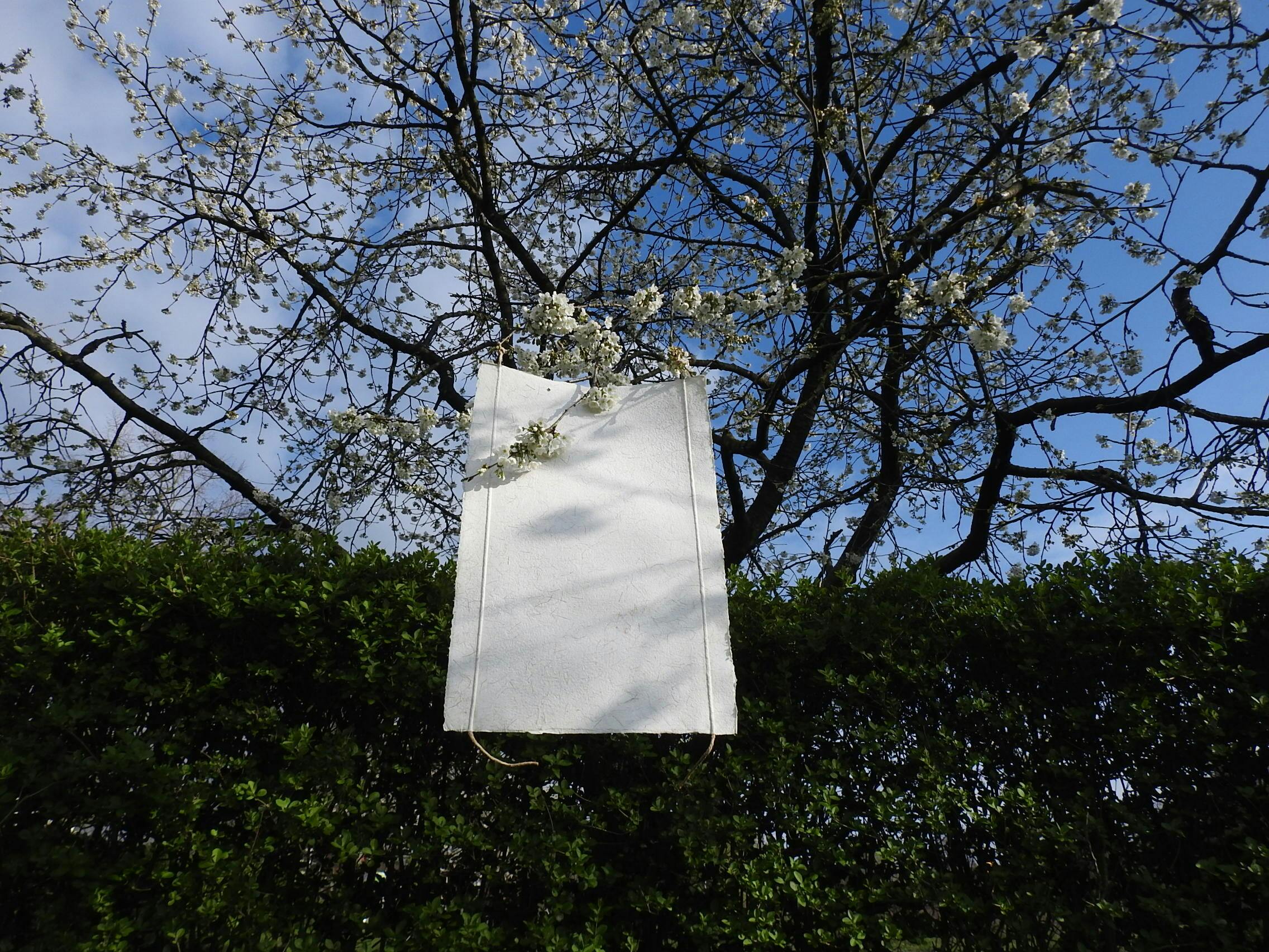 LOS CERASORUM IN VENTO-Bloesems gevangen in tijd, Nijmegen 2026