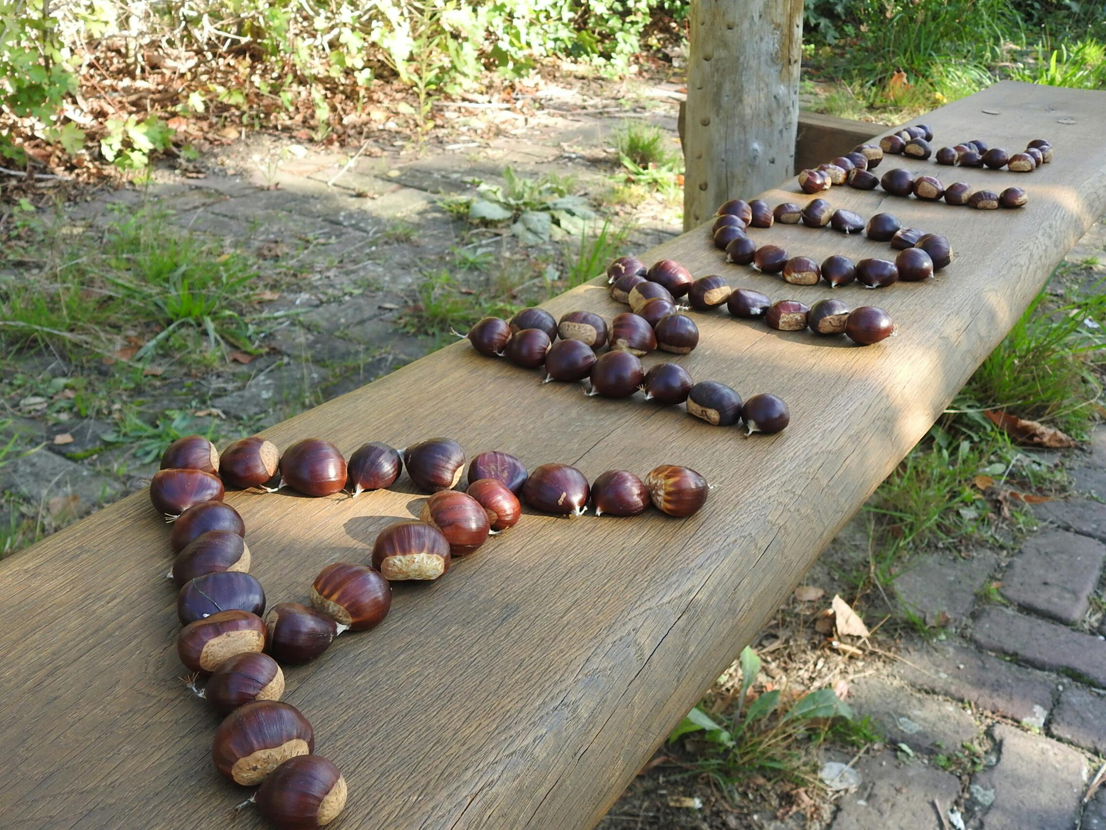Kastanjes liefdesspreuk AMO TE in Nijmeegs stadspark 2026-2033