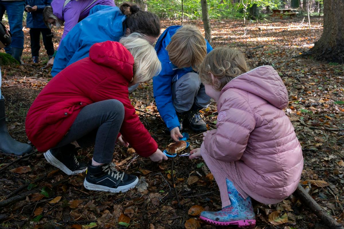 Paddenstoelen van het Drents-Friese Wold | in agenda Uutgaon.nl