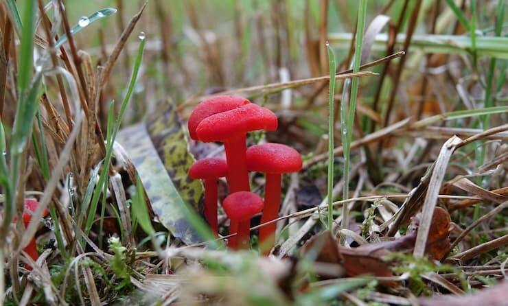 Zondagochtendexcursie paddenstoelen bij de Hortus